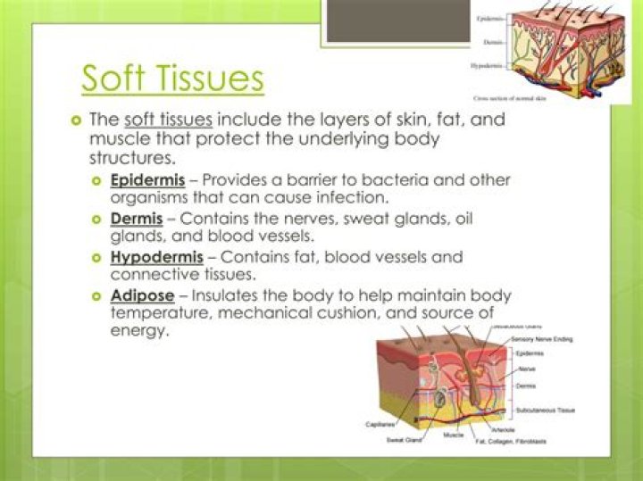 Where is soft tissue located?