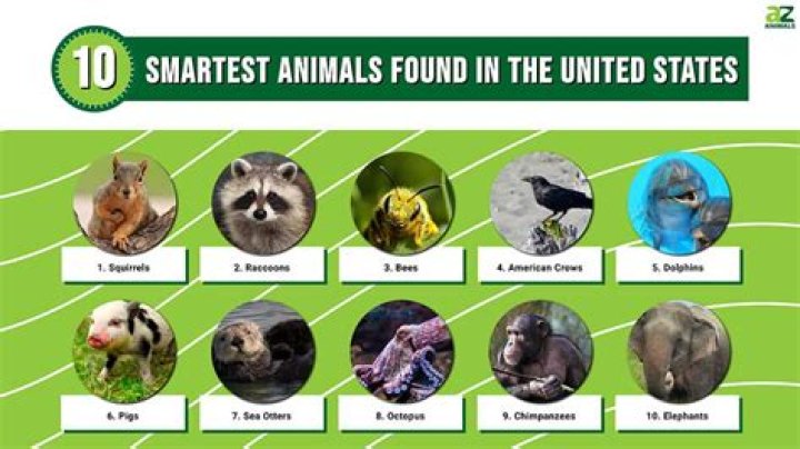 Which animal is always left handed?