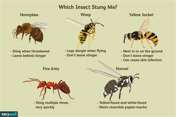 Which bee sting hurts the most?