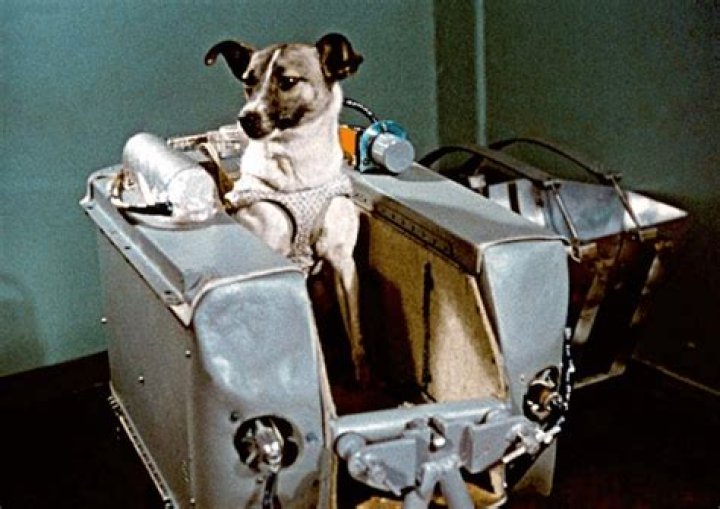 Which dog went to space first?
