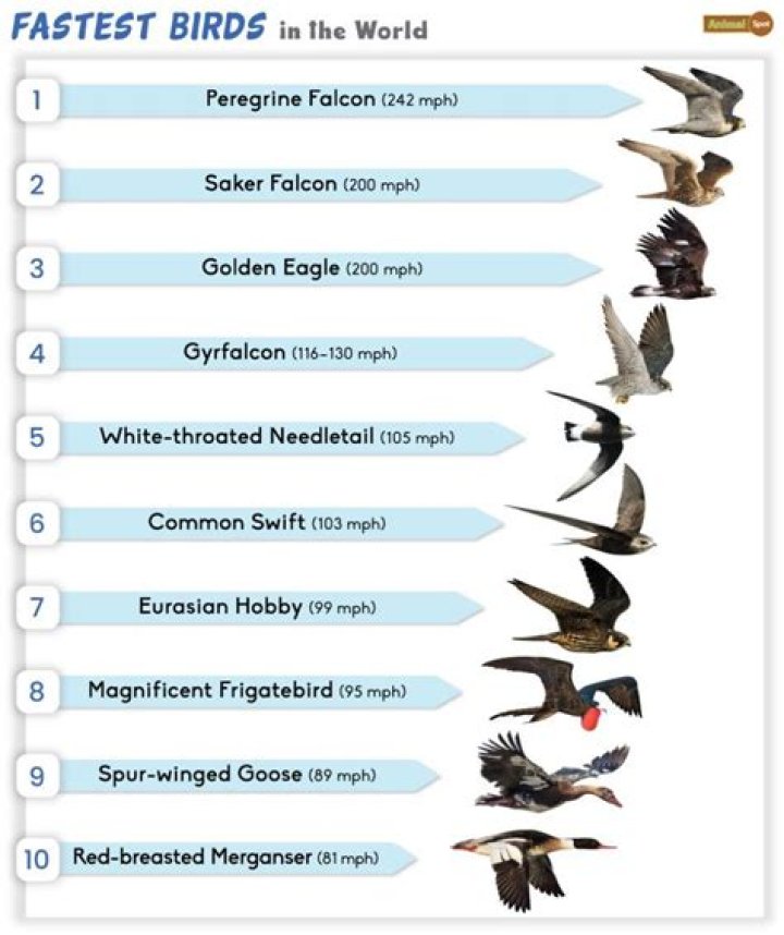 Which falcon is the fastest?