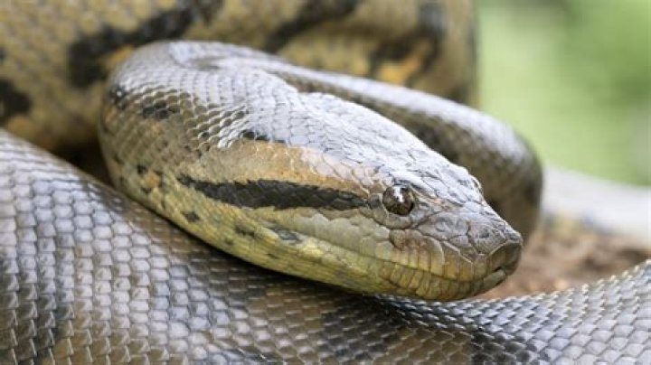 Which milk snake gets the biggest?