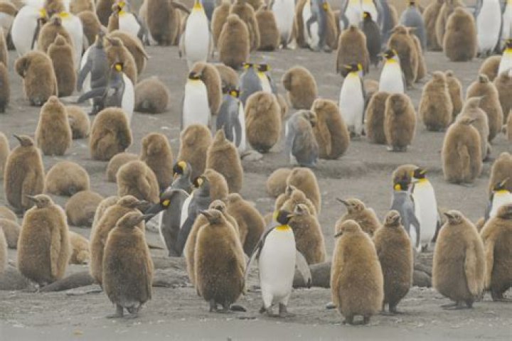 Who are the Penguins biggest rival?