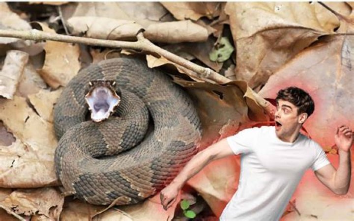 Who designed the snake pit?