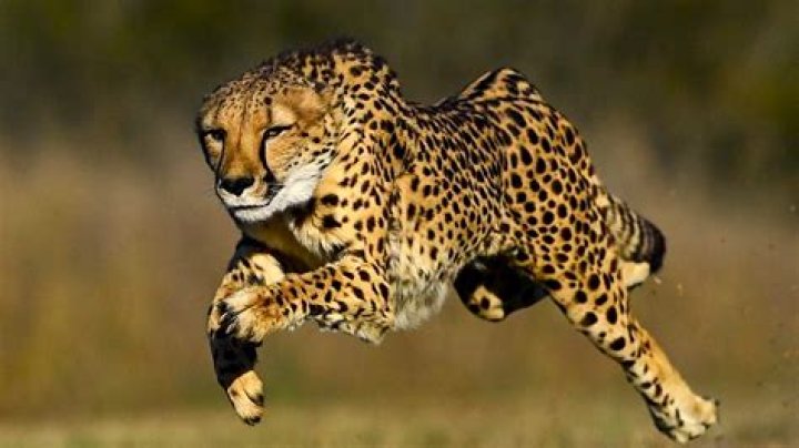 Who is the fastest hand in boxing?