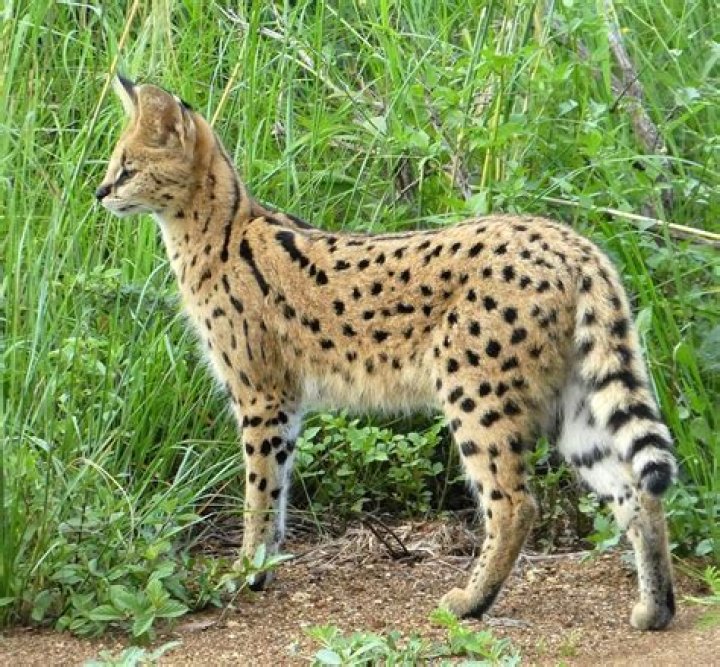Who jumps higher serval or caracal?