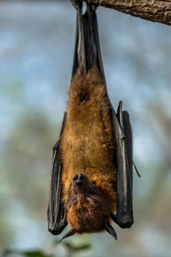 Who uses mongoose bat?