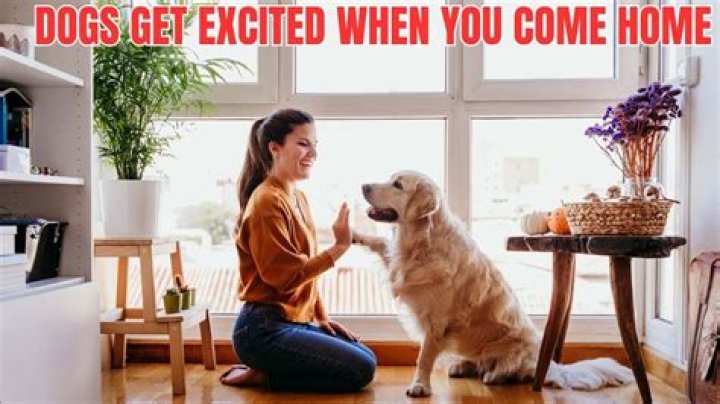 Why are dogs excited when you come home?