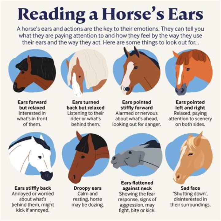 Why are horses head shy?