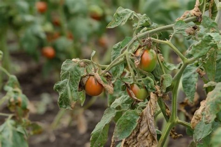 Why are my tomato leaves turning brown and crunchy?