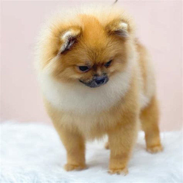 Why are we called pommies?