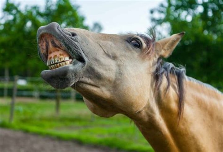 Why do horses show their teeth?