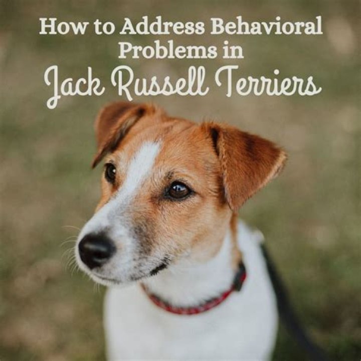 Why do Jack Russells howl?