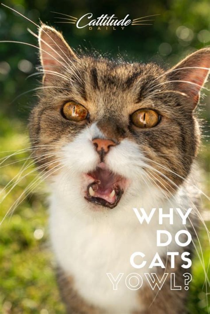 Why do Tom cats yowl?