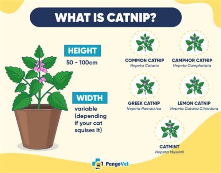 Why does catnip get cats high?
