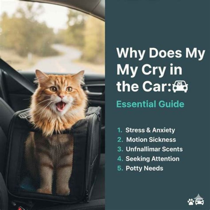 Why does my cat cry?