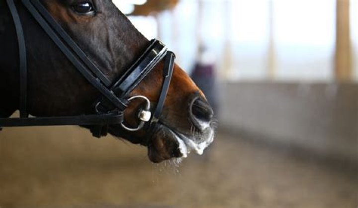 Why does my horse have a foamy mouth?