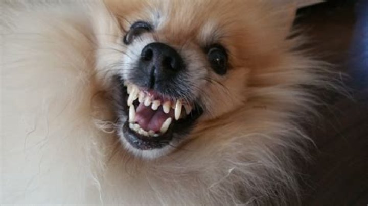 Why is my dog biting her puppies?