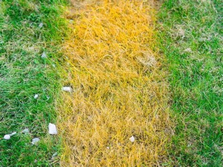 Why is my grass patchy and yellow?