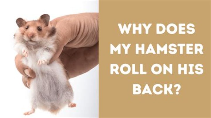 Why is my hamster rolling on his back?
