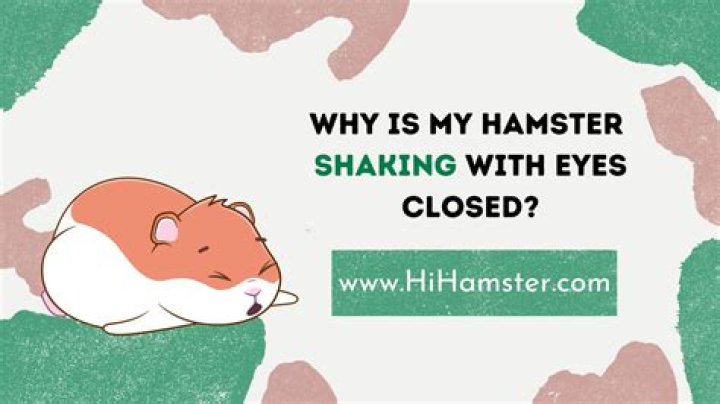 Why is my hamster shaking with eyes closed?