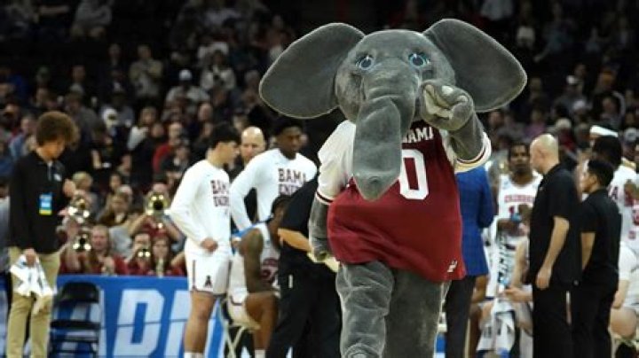 Why is the A's mascot an elephant?