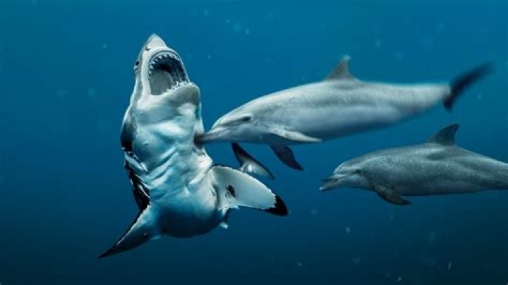 Why sharks are afraid of dolphins?