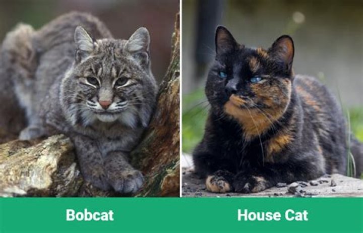 Will a bobcat eat a kitten?