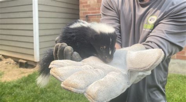 Will a skunk chase a dog?
