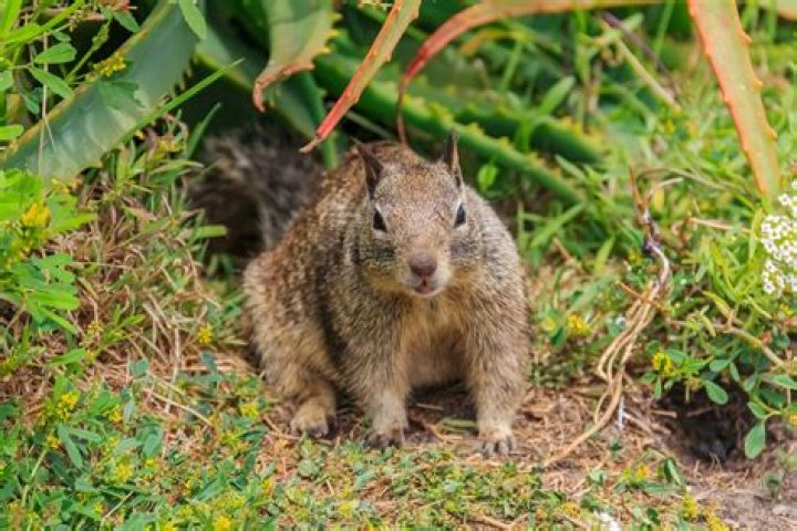 Will Apple cider vinegar get rid of squirrels?