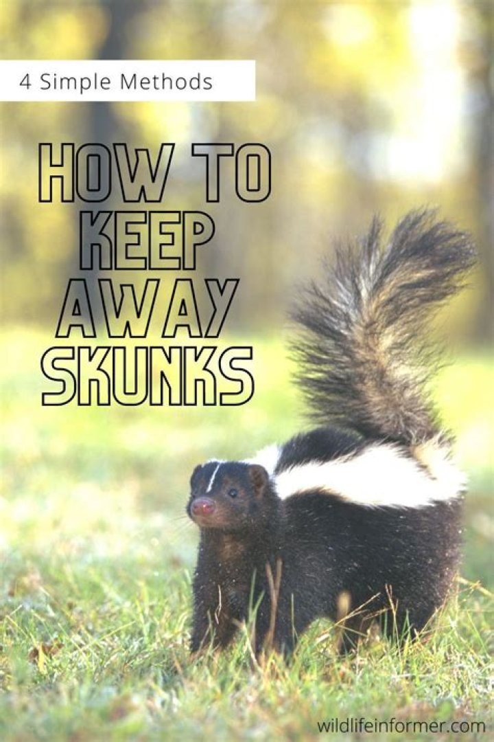 Will Mint keep skunks away?